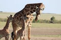 Giraffe and her twin calves in the african savannah. Royalty Free Stock Photo