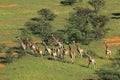 Giraffe herd Royalty Free Stock Photo