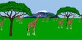 Giraffe herd in african scenery Royalty Free Stock Photo