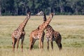 Giraffe herd in the Masai Mara