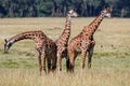 Giraffe herd in the Masai Mara