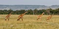 Giraffe herd in the Masai Mara