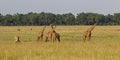 Giraffe herd in the Masai Mara