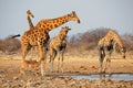 Giraffe herd at waterhole