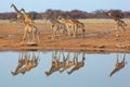 Giraffe herd at waterhole