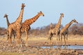 Giraffe herd at a waterhole