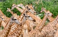 Giraffe herd