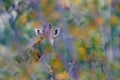 Giraffe hidden in orange and green autumn vegetation. Giraffes head in the forest, Kruger National Park, wildlife Africa. Royalty Free Stock Photo