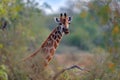 Giraffe hidden in orange and green autumn vegetation. Giraffes head in the forest, Kruger National Park, wildlife. Green season in Royalty Free Stock Photo