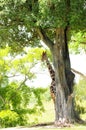 Giraffe Hiding