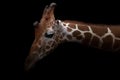 Giraffe hiding in the dark