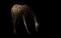 Giraffe hiding in the dark