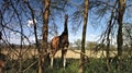 A giraffe hiding between the trees in Naivasha National Park Kenya