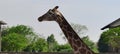 Giraffe is the highest animal among all animals Royalty Free Stock Photo