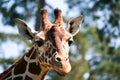 Giraffe Royalty Free Stock Photo