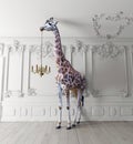 The giraffe hold the chandelier Royalty Free Stock Photo