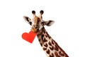 Giraffe hold red heart card in the mouth on white