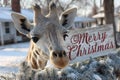 Giraffe holding Merry Christmas sign behind Christmas tree Royalty Free Stock Photo
