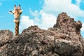 Giraffe hovering  over rocks and clearly blue sky in the background Royalty Free Stock Photo