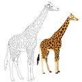 Giraffe illustration for coloring page