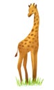 Giraffe illustration.orange animal. Hand drawn giraffe standing on grass.