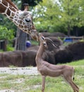 Giraffe and Impala caressing each other