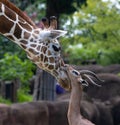 Giraffe and Impala caressing each other