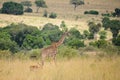 A giraffe and an impala