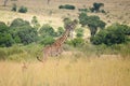 A giraffe and an impala