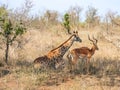 Giraffe and impala resting in the savanna