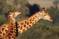 Giraffe interaction Royalty Free Stock Photo