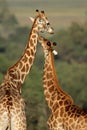 Giraffe interaction Royalty Free Stock Photo