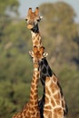 Giraffe interaction Royalty Free Stock Photo