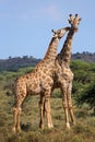 Giraffe interaction - South Africa Royalty Free Stock Photo