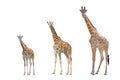 Giraffe isolated