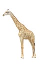 Giraffe isolated Royalty Free Stock Photo