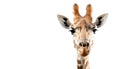 Giraffe isolated on white