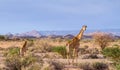 Giraffe isolated in kalahari landscape Royalty Free Stock Photo