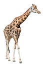 Beautiful giraffe isolated on white background