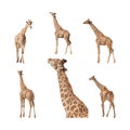 Giraffe isolated on a white background collection Royalty Free Stock Photo