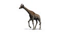 Giraffe - isolated on white background Royalty Free Stock Photo