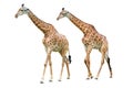 Giraffe isolated on white background