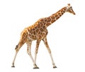 Giraffe isolated on white background Royalty Free Stock Photo