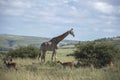 Giraffe at Ithala Game Park with Impala