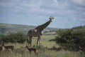 Giraffe  at Ithala Game Park with Impala Royalty Free Stock Photo