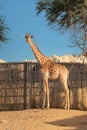 giraffe in its enclosure in the zoo safari park. An amazing animal demonstrating natural selection Darwin`s theory