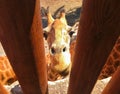 Giraffe jailed behind the fence