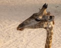Giraffe, Jeddah jungle