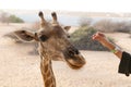 Giraffe, Jeddah jungle