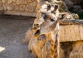 Giraffe, Jerusalem Biblical Zoo in Israel Royalty Free Stock Photo